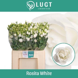 EUS G ROSI  WHITE