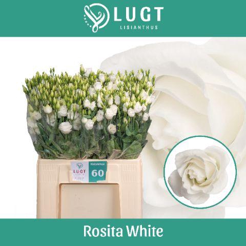 <h4>EUS G ROSI  WHITE</h4>