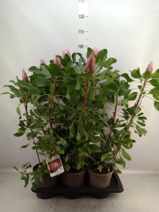 <h4>Protea cynaroides 'Little Prince'</h4>