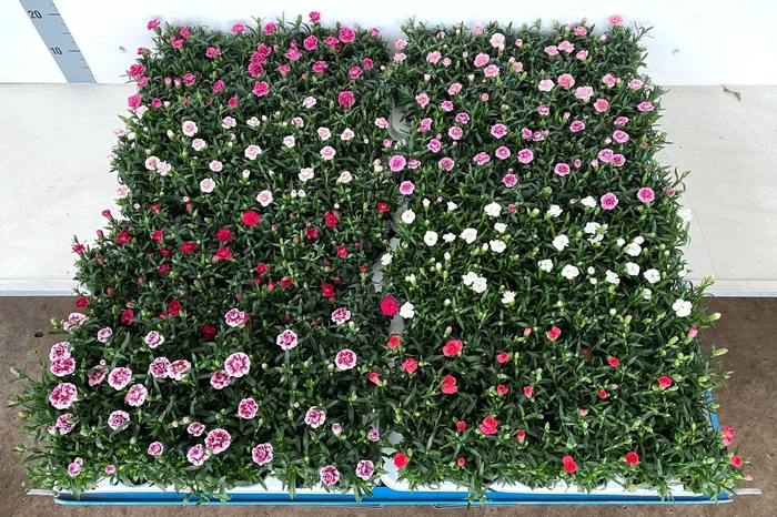 <h4>DIAN MIXKAR 7 KLEUR</h4>