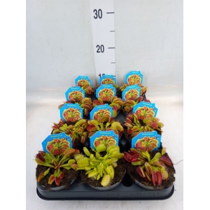 Dionaea muscipula
