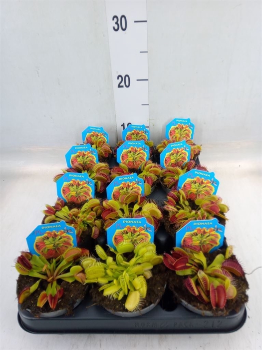 <h4>Dionaea muscipula</h4>