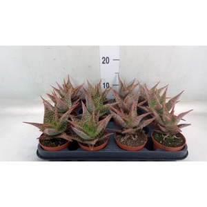 Aloe   ...
