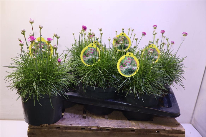 <h4>Arme Mar Rosea</h4>