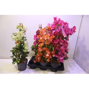 Bougainv Ov