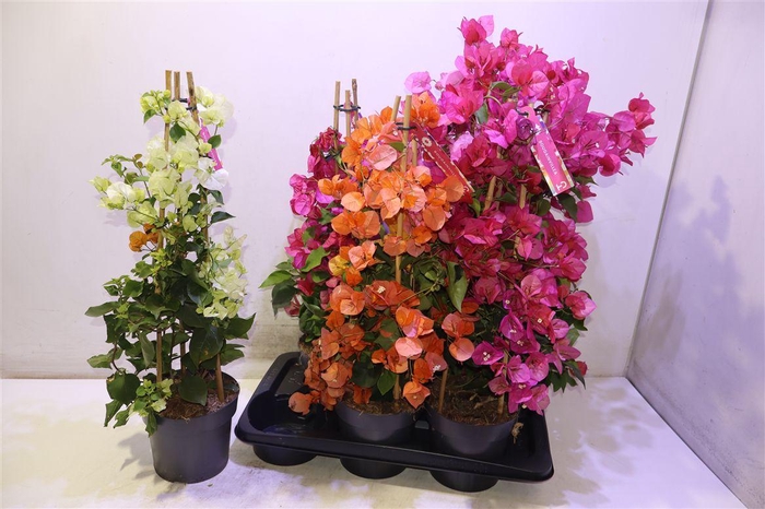 <h4>Bougainv Ov</h4>