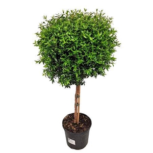 Myrtus Communis Stem - 1091