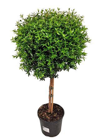 <h4>Myrtus Communis Stem - 1091</h4>