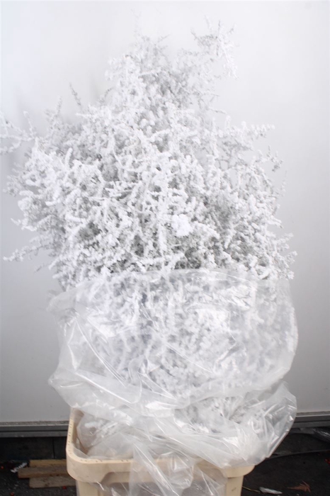 Asparagus Salv. Flock Snow