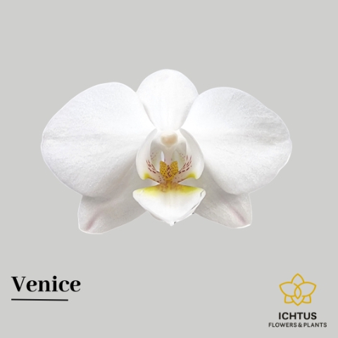 <h4>Phalaenopsis Venice per bloem</h4>