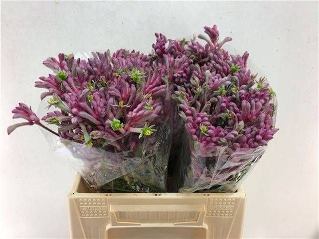 <h4>ANIGOZ MINI PEARL</h4>