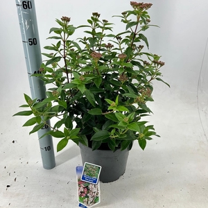 Viburnum tinus 'Eve Price C5