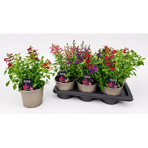 SALVIA GR MIRAG GEM