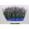 Aster Cassandra