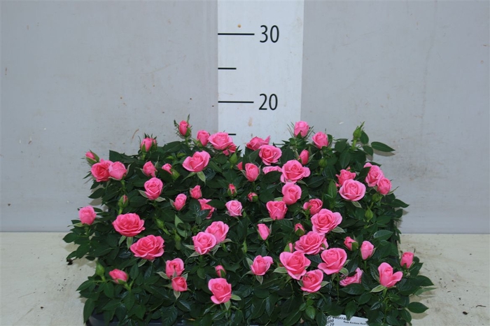 <h4>Rosa Kordana Roze Mini</h4>