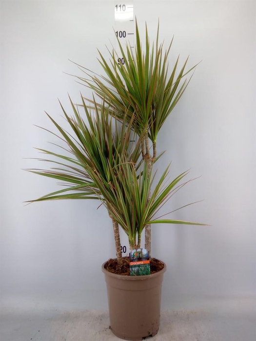 <h4>Dracaena marg. 'Bicolor'</h4>