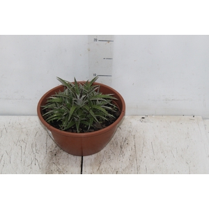 BROMELIA DYCKIA C21