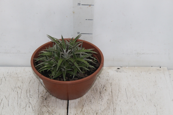 <h4>BROMELIA DYCKIA C21</h4>