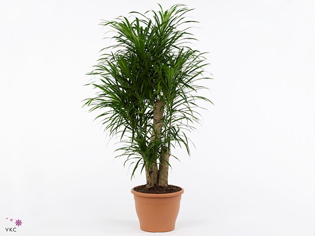 Dracaena refl. 'Anita'