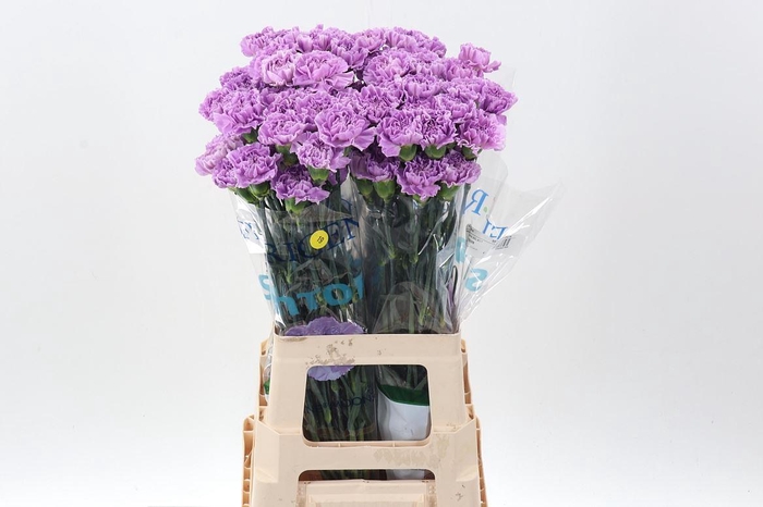 <h4>DIANTHUS ST 'MOONAQUA'</h4>