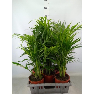 Dypsis lutescens   ...Chrysalidoca