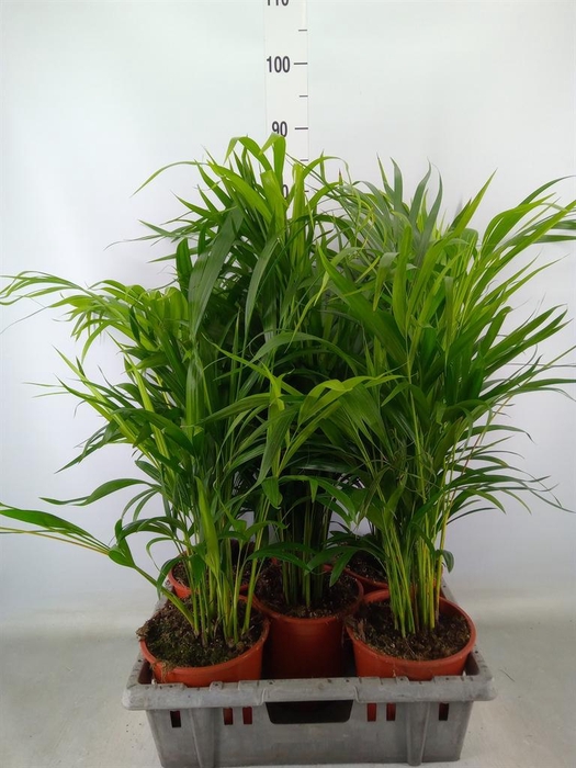 <h4>Dypsis lutescens   ...Chrysalidoca</h4>