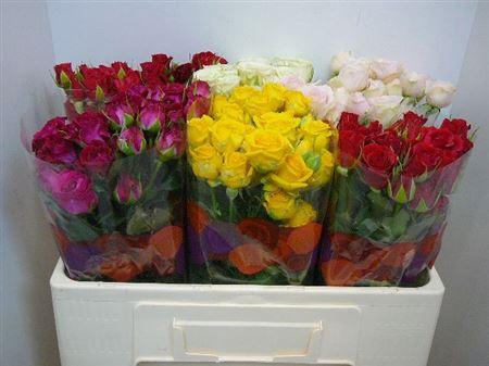 <h4>R Tr Gem In Fust</h4>