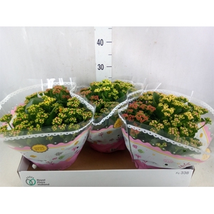Kalanchoe blos.   ..rosebud mix/pot