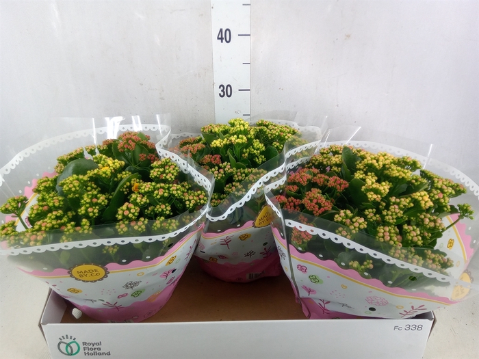 <h4>Kalanchoe blos.   ..rosebud mix/pot</h4>