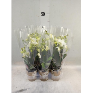 Phalaenopsis multi. 'Ant Lausanne'