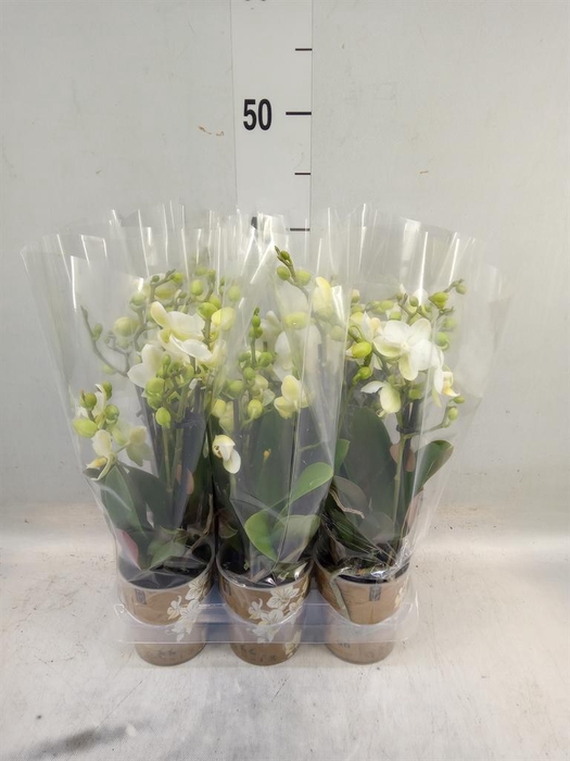 <h4>Phalaenopsis multi. 'Ant Lausanne'</h4>