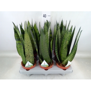 Sansevieria zeylanica