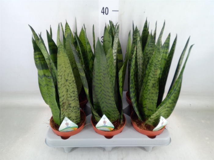 <h4>Sansevieria zeylanica</h4>