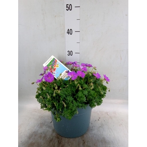 Geranium pratense