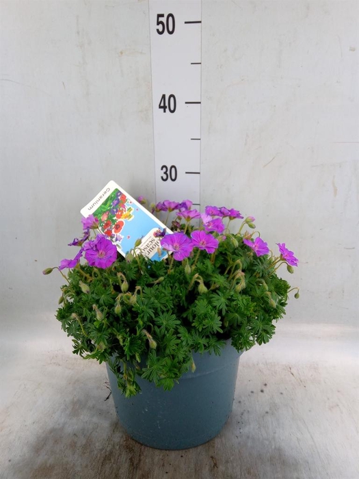 <h4>Geranium pratense</h4>