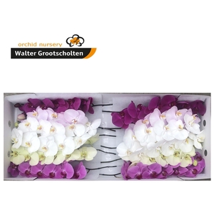 Phal Surprise Mix 10-14