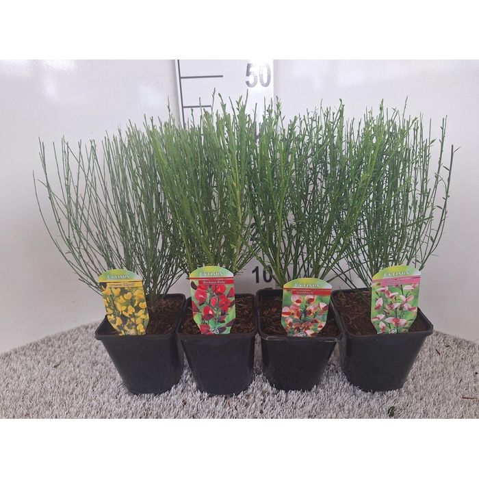 <h4>Cytisus overig</h4>