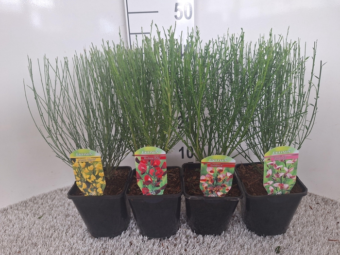 Cytisus overig