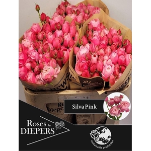 R TR SILVA PINK+