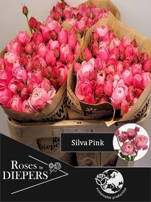 <h4>R TR SILVA PINK+</h4>