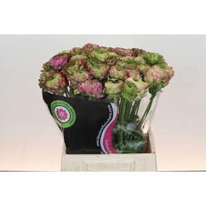 Ranunculus Pon Pon Malva