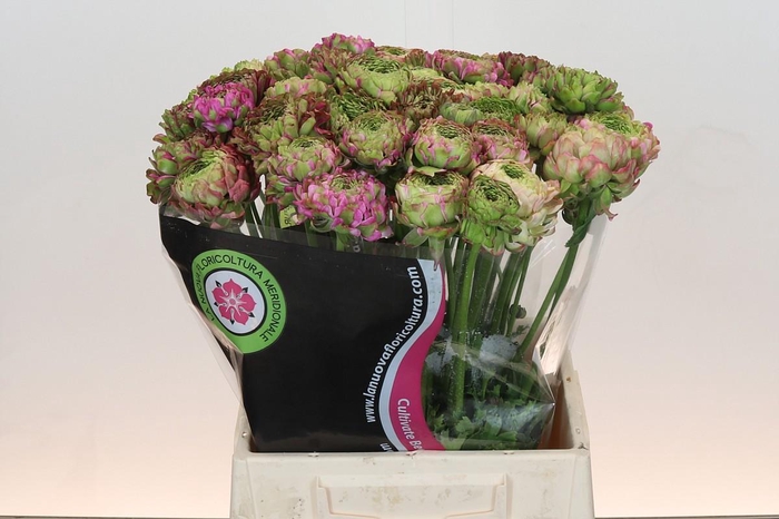 <h4>Ranunculus Pon Pon Malva</h4>