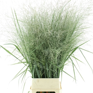 Panicum Virgatum Dallas Blues Kas