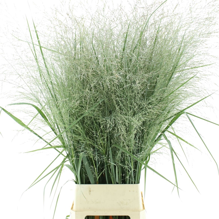 <h4>Panicum Virgatum Dallas Blues Kas</h4>