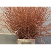 Betula / Berkentak Copper