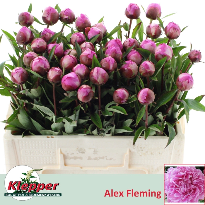 <h4>PAEO L ALEX FLEMING</h4>