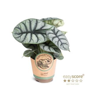 ALOCASIA NEBULA P11 SILVER DRAGON