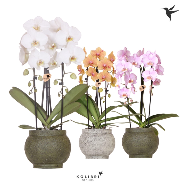 <h4>Kolibri Orchids Cascade Niagara Fall mix 2 spike in Ancient pot green mix</h4>