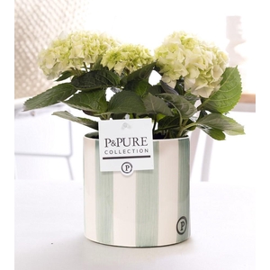 Hydrangea white in P&PURE Eline ceramics green