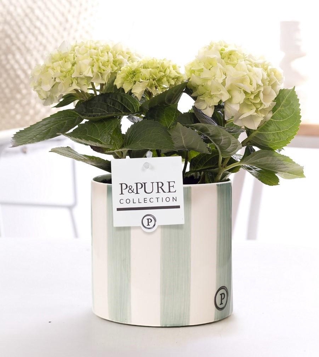 <h4>Hydrangea white in P&PURE Eline ceramics green</h4>